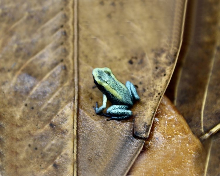 Mint Terribilis Poison Dart Frog ~ 1-2cm